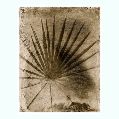 Aqua Nautilus Shell Art Print