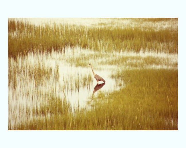 Massachusetts Heron Art Print