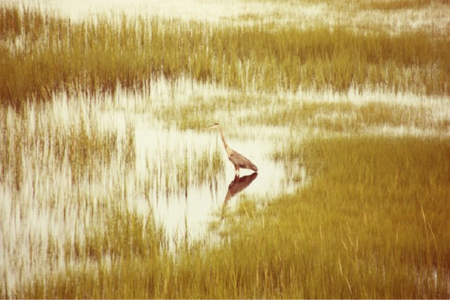 Massachusetts Heron Art Print