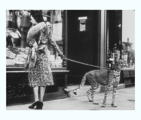 Cheetah That Shops Art Print