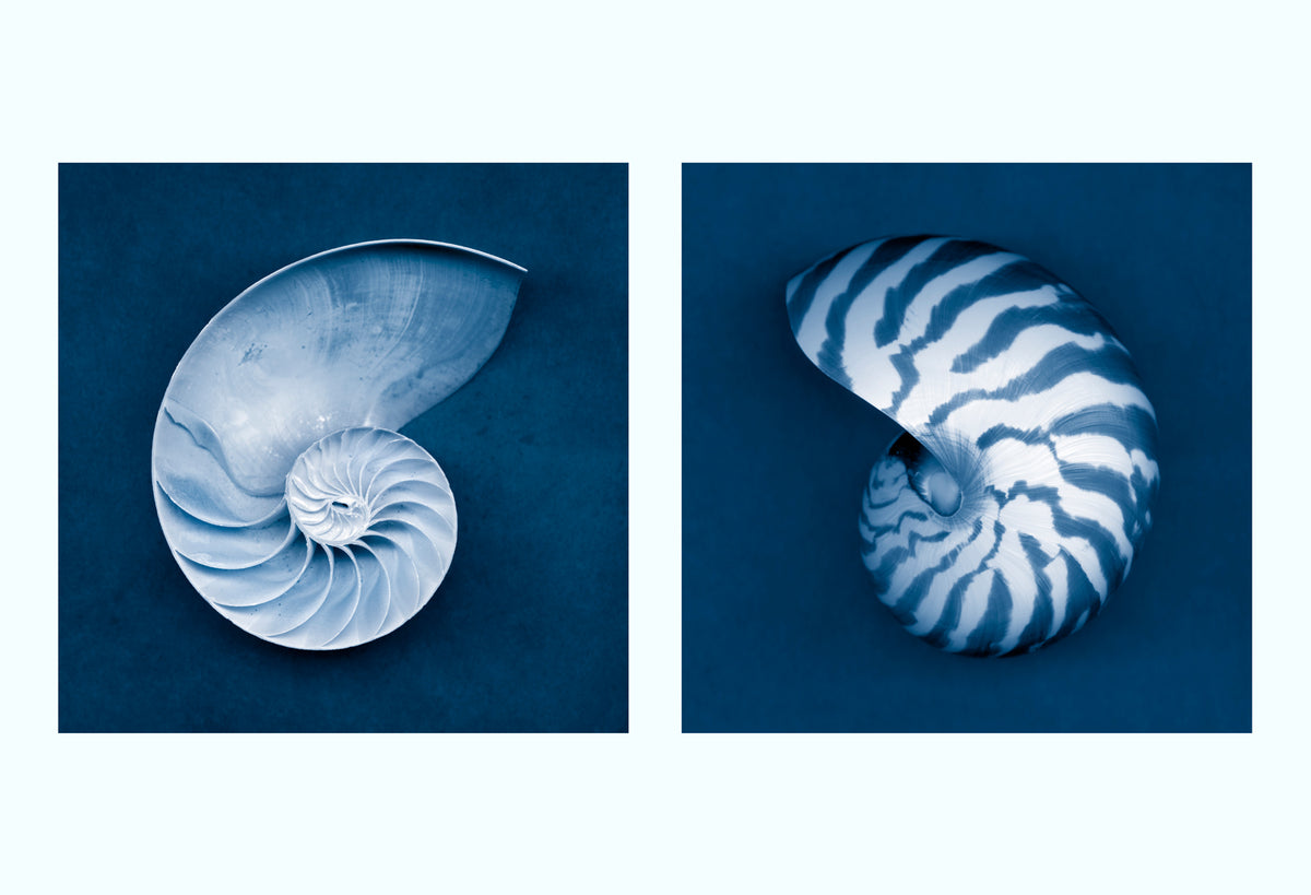 Nautilus Shells Art Print Set