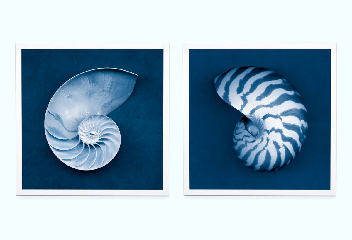Nautilus Shells Art Print Set