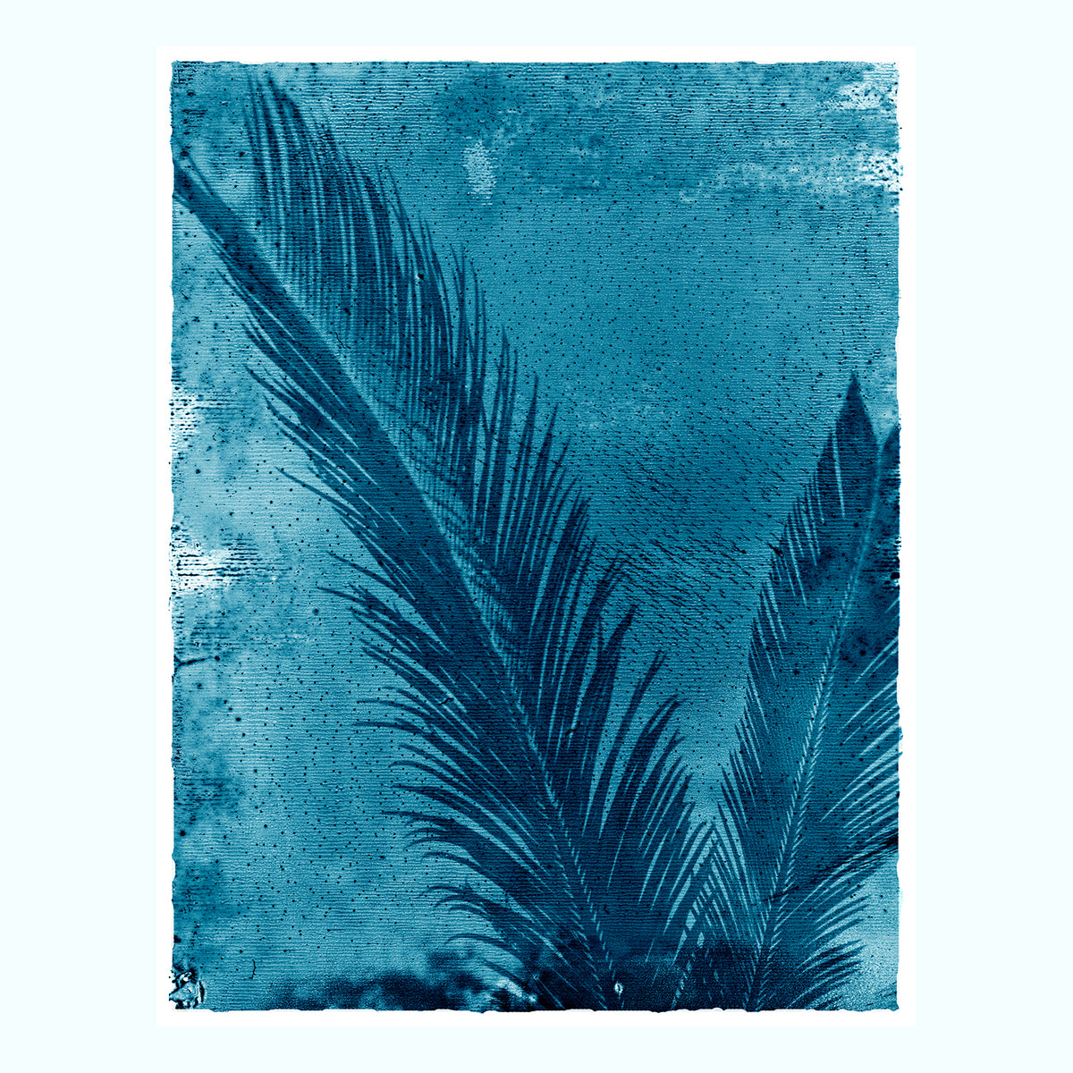 Palmetto Palm Art Print Set