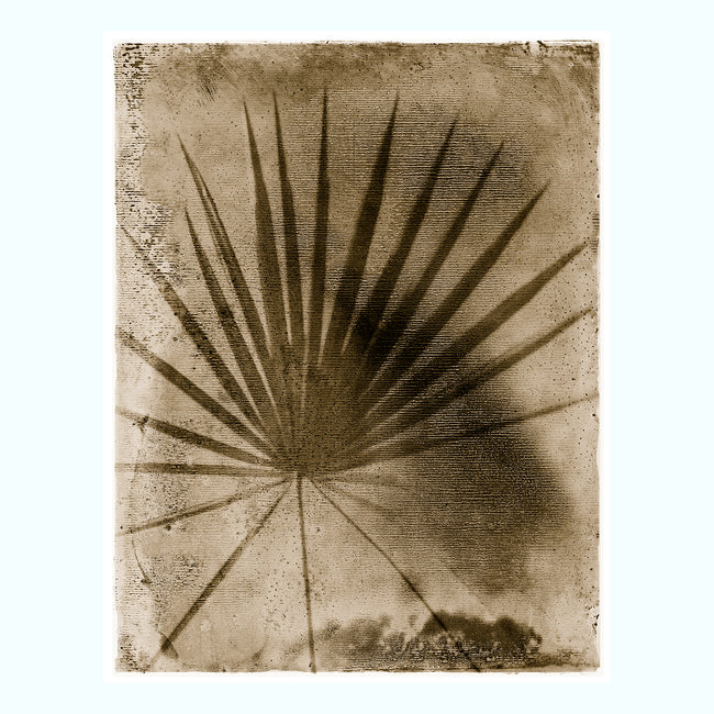 Sepia Palmetto Palm Art Print