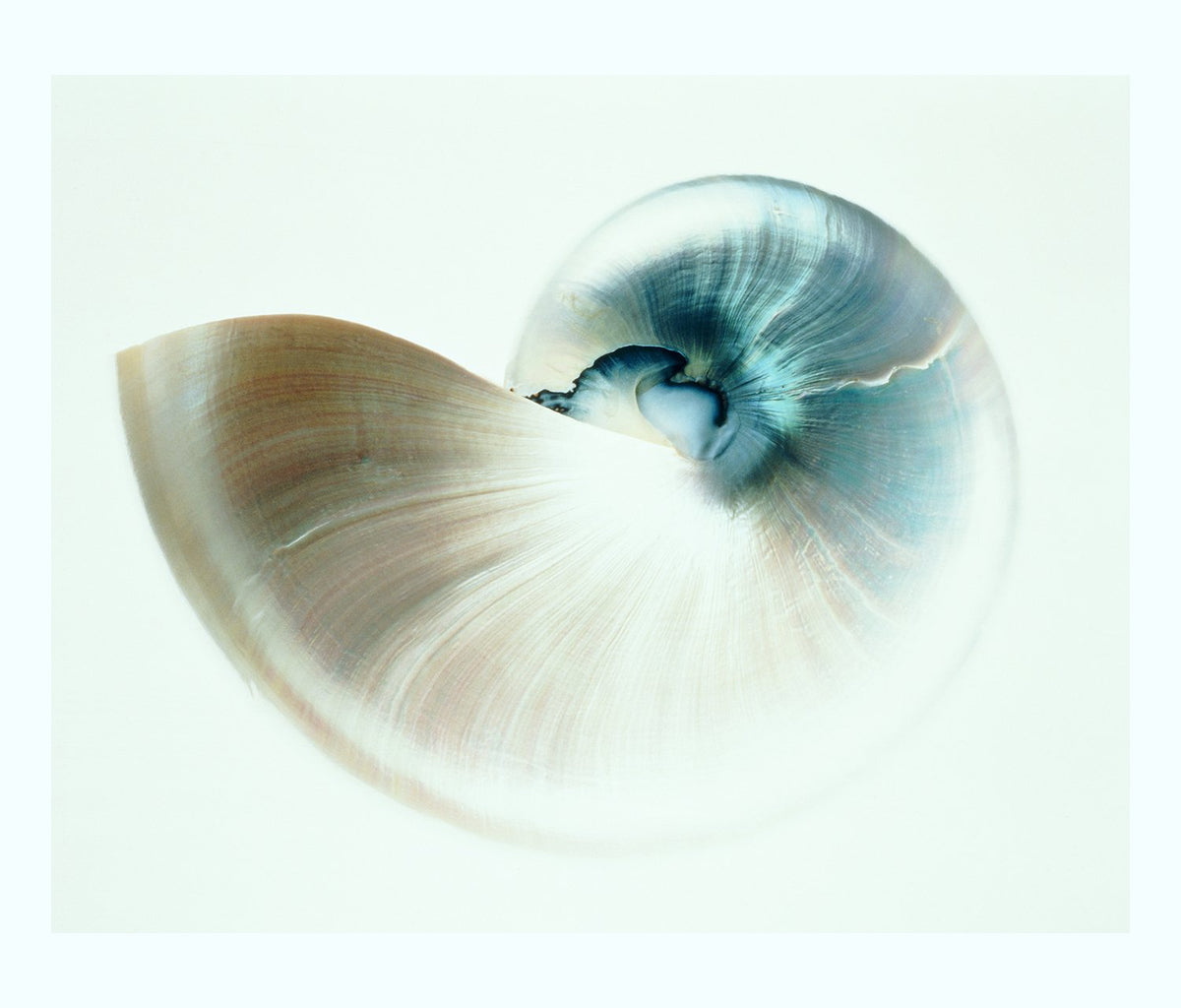 Aqua Nautilus Shell Art Print